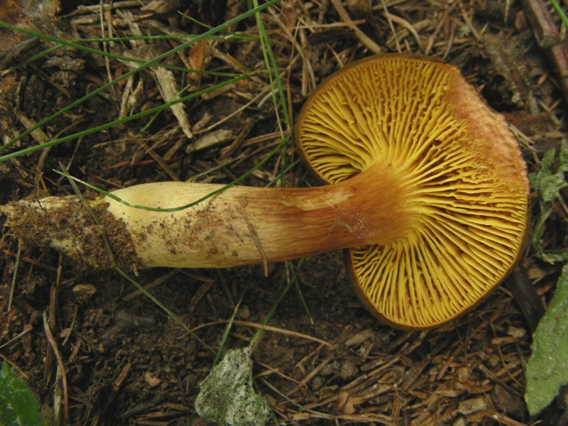 Phylloporus rhodoxanthus, finalmente!!!